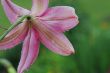 Pink lilly