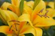 Yellow lillies