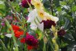 Multi-coloured flowers