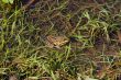 Frog in river