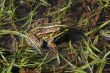 Frog in river