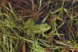 Frog in river