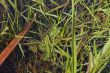 Frog in river