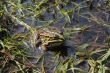 Frog in river