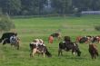 Cows herd