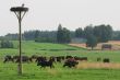 Cows herd