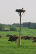 Cows herd
