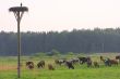 Cows herd