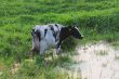 Straggled cow