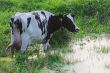 Straggled cow