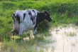 Straggled cow