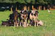Cows.