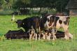 Cows.