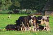 Cows.