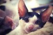 Young Cornish Rex