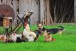 Rural landscape with farm animals.