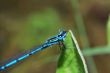 blue dragonfly sitting on a leaf