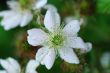 blackberry flowers