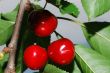 red cherries on a tree