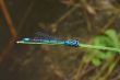 dragonfly sits on leaf