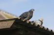 Pigeons on the roof.