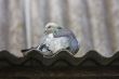 Pigeon on the roof.