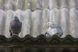 Pigeons on the roof.