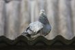 Pigeon on the roof.