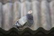 Pigeon on the roof.