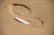 Feather and footprint.