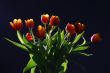 Tulips in studio