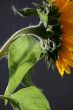 Sunflower in studio 3