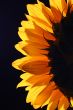 Sunflower in studio 4