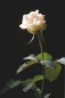 Cream-color rose on the dark background