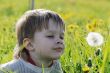 Boy in dandelion meadow.