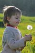Boy in dandelion meadow.