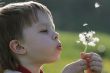 Boy in dandelion meadow.