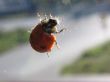 Ladybird. Coccinella.