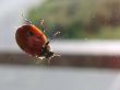 Ladybird. Coccinella.