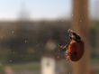 Ladybird. Coccinella.