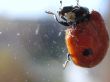 Ladybird. Coccinella.