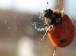 Ladybird. Coccinella.