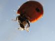 Ladybird. Coccinella.