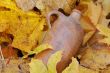 Vintage Bottle and Fallen Maple Leaves