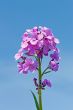 Decorative purple flowers