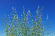 Flowering cereal grass