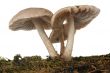 Mushrooms on a tree