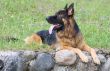 Dog breed german shepherd lies on the grass