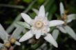 edelweiss great view