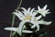 fresh edelweiss